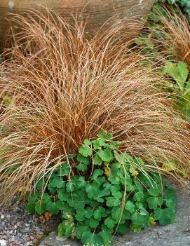 Carex buchananii