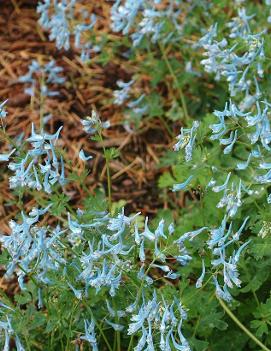 Corydalis flexuosa 'Blue Panda'