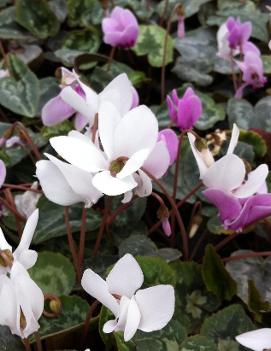 Cyclamen hederifolium