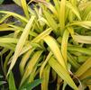 Carex siderosticha 'Banana Boat'