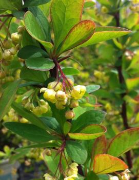 Berberis thunbergii Emerald Carousel® ('Tara')