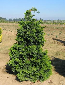 Chamaecyparis obtusa 'Compacta'