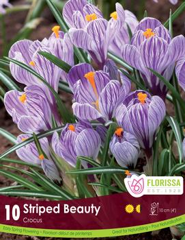 Crocus 'Striped Beauty'