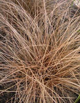 Carex comans 'Bronze'