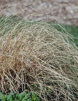 Carex flagellifera 'Toffee Twist'