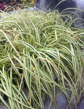 Carex oshimensis 'Evergold'