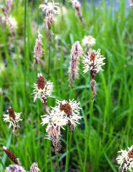 Carex pensylvanica