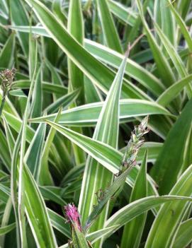 Carex siderosticha 'Variegata'