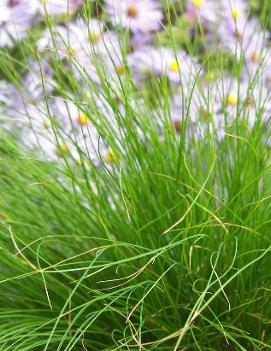 Carex eburnea