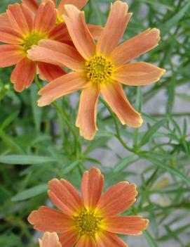 Coreopsis x 'Sienna Sunset' (PP20470)