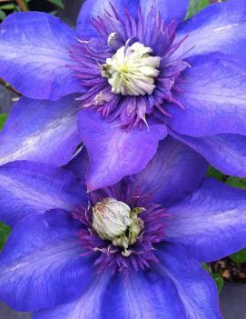 Clematis 'Multi-Blue'