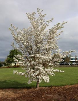 Cornus florida 'Cherokee Princess'