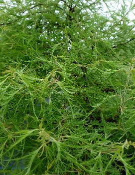 Betula pendula 'Trost's Dwarf'