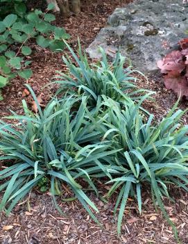 Carex laxiculmus Bunny Blue™ ('Hobb')