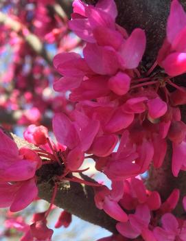 Cercis canadensis 'Appalachian Red'