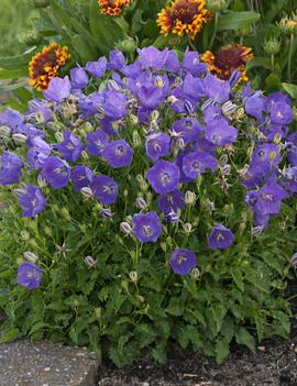 Campanula carpatica 'Pearl Deep Blue'