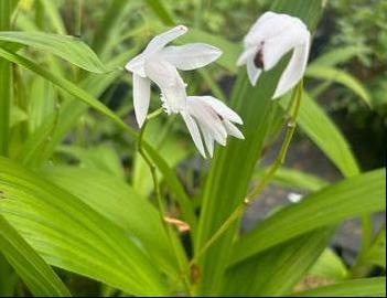 Bletilla striata 'Alba'