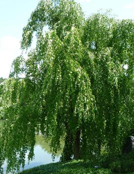 Cercidiphyllum japonicum 'Pendula'