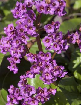 Bergenia cordifolia