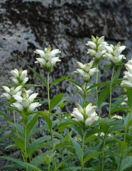 Chelone glabra