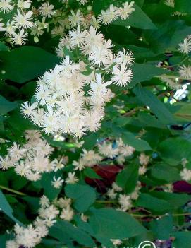 Clematis virginiana