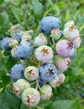 Blueberry 'Bluecrop'