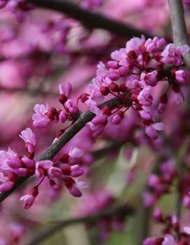 Cercis canadensis 'Pink Heartbreaker' (PP23043)