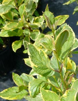 Cornus alba 'Gouchaultii'