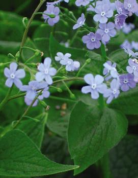 Brunnera macrophylla