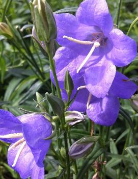 Campanula persicifolia 'Telham Beauty'