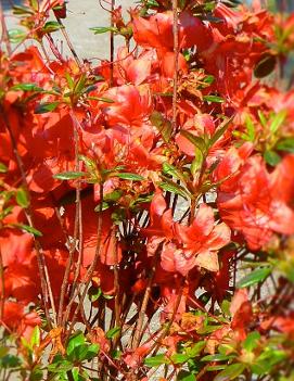 Azalea (Rhododendron) 'Stewartstonian'