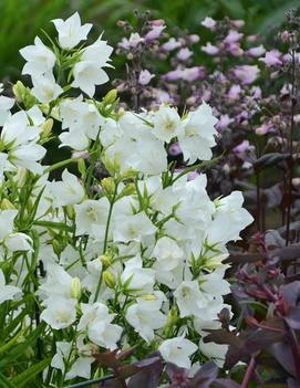 Campanula persicifolia 'Takion White'