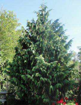 Chamaecyparis nootkatensis 'Pendula Select'