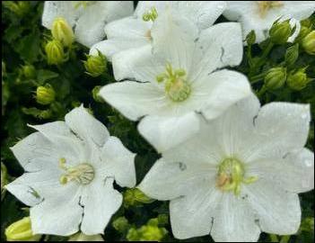 Campanula carpatica 'Pearl White'