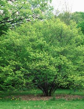 Carpinus caroliniana