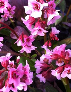 Bergenia x 'Pink Dragonfly'