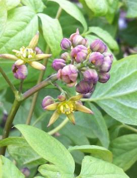 Caulophyllum thalictroides