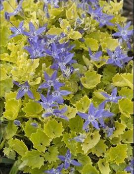 Campanula garganica 'Dickson's Gold'