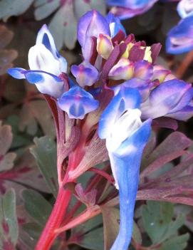 Corydalis flexuosa 'Purple Leaf'