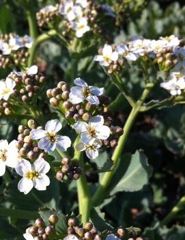 Crambe maritima