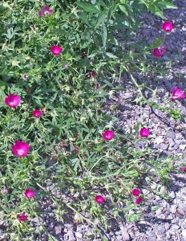 Callirhoe involucrata