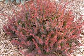 Berberis thunbergii Royal Burgundy® ('Gentry') (PP9461, CPBR3446)