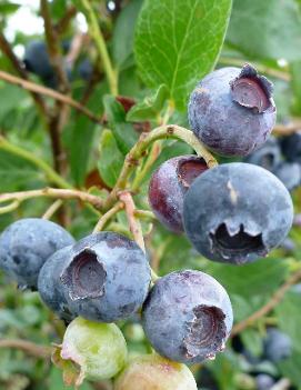 Blueberry 'Duke'