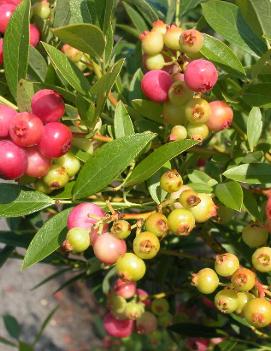 Blueberry 'Pink Lemonade'