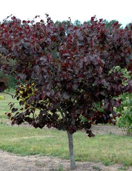 Cercis canadensis 'Merlot' (PP22297)