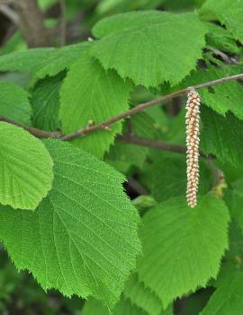 Corylus cornuta