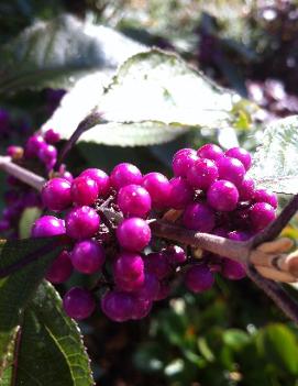 Callicarpa dichotoma 'Early Amethyst'