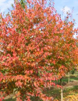 Carpinus caroliniana Native Flame® ('JFS-KW6')