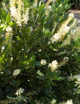 Clethra alnifolia 'Hummingbird'