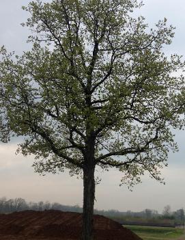 Carya ovata